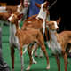 Image for article titled Elegant Updos and Classy Coats at the Westminster Dog Show